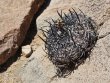 COPIAPOA griseoviolacea GCG 15033, Ruta 532, mountain form, 5 cm pot, SEEDLING
