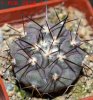 COPIAPOA columna - alba GCG 15015, L35 entronque 2., 5 cm pot, SEEDLING