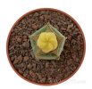 AZTEKIUM valdezii f. aurea GCG 10893, 6 cm pot, grafted