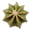 AZTEKIUM hintonii var. minor GCG 13116, 5 cm pot, SEEDLING