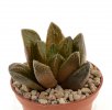 HAWORTHIA cv. Jay Dodson