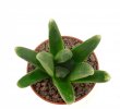 HAWORTHIA cv. Harry Johnston