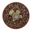 COPIAPOA laui, 2,9 cm, well rooted cutting