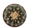 NOTOCACTUS calvescens STU 15, 7 seeds