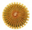 UEBELMANNIA pectinifera var. eriocactoides  form 1., 4,2 cm, SEEDLING 
