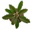 DORSTENIA lavrani, clone 1 ex Pocock, 8 cm, rooted offset 