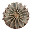GEOHINTONIA mexicana, 1,8 cm, + GYMNOCALYCIUM damsii var. centrispinum, SEEDLINGS