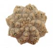 ASTROPHYTUM asterias cv. Turtle, 3,5 cm, grafted offset