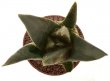 ARIOCARPUS trigonus, pot 7 cm , 3 pieces,  SEEDLINGS