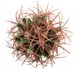 ECHINOCACTUS parryi, 5 cm, rooted offset