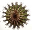 UEBELMANNIA pectinifera var. inhaiensis n.n. f. long spines selection, 3,8 cm, grafted offset
