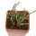 AVONIA quinaria ssp. quinaria, 1 pot 5 cm