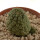 TRICHOCAULON similis, pot 5 cm, rooted offset