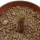 PSEUDOLITHOS dodsonianus, 5 cm pot, rooted offset