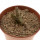 PSEUDOLITHOS mccoyi, 5 cm pot, rooted offset