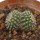 UEBELMANNIA GUMMIFERA F. TALL PLANTS RNK 102/14, 3 x 2 CM, TROMBA D´ANTA, SEEDLING