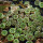 AZTEKIUM RITTERI F. ROTUNDUM GCG 10005, EL BARREAL, NL, 1 year old seedlings, illustrative photo