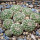 STROMBOCACTUS DISCIFORMIS SSP. ESPERANZAE, VM 291, XICHU, ONE POT 6,5 CM