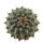 STROMBOCACTUS CORREGIDORAE VM 974, illustrative photo