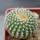 UEBELMANNIA gummifera f. tall plants RNK 102/14,  seedling