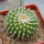 UEBELMANNIA gummifera f. tall plants RNK 102/14,  seedling