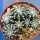DISCOCACTUS horstii, 7 x seedlings, one pot