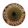 UEBELMANNIA meninensis x pectinifera, illustrative photo 