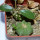 AZTEKIUM ritteri f. rotundum GCG 10005, El Barreal, (+ D. foetida) one seedling