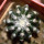 DISCOCACTUS horstii, offered 1 x seedling in the pot