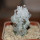 STENOCEREUS beneckei, pot 6 cm, rooted offset