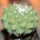 STROMBOCACTUS disciformis ssp. esperanzae x TURBINICARPUS alonsoii, grafted