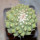 STROMBOCACTUS disciformis ssp. esperanzae x TURBINICARPUS alonsoii, grafted