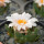 ARIOCARPUS bravoanus VM 288, f. white flower, illustrative photo