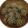 TURBINICARPUS nikolae GCG 10892, 1. site