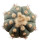 ECHINOCACTUS horizonthalonius, illustrative photo