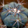 ECHINOCACTUS horizonthalonius F98, Las Mariposas, NL., Mex., seedling