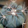 ECHINOCACTUS horizonthalonius F98, Las Mariposas, NL., Mex., seedling