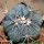 ECHINOCACTUS horizonthalonius F98, Las Mariposas, NL., Mex., seedling