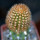 BRACHYCEREUS nesioticus clone F, grafted offset