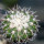 DISCOCACTUS placentiformis aff. RNK 108, it grows with U. eriocactoides RNK 99, Serra do Espinhaco, 