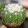 DISCOCACTUS placentiformis aff. RNK 108, it grows with U. eriocactoides RNK 99, Serra do Espinhaco, 