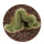 EUPHORBIA susannae f. cristate variegate ex Cok, illustrative photo