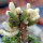 EUPHORBIA susannae f. cristata variegate ex Cok, grafted