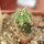 AZTEKIUM ritteri f. intercostatum GCG 10888, Puente Ciprian, clone 3, grafted