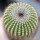 UEBELMANNIA pectinifera aff. f. nova RNK 105, first time offered !