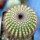 UEBELMANNIA pectinifera aff. f. nova RNK 105, first time offered !