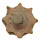 MAMMILLARIA breviplumosa GCG 12500, illustrative photo