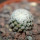 MAMMILLARIA breviplumosa GCG 12500, Mapimi, Dgo. Mex., seedling