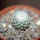 MAMMILLARIA breviplumosa GCG 12500, Mapimi, Dgo. Mex., seedling