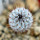 MAMMILLARIA perezdelarosae ssp. andersoniana f. nova long spines GCG 12621, Guanajuato, seedling